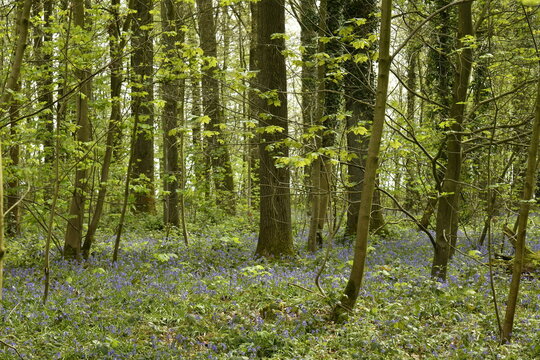 For&ecirc;t de jeunes h&ecirc;tres au printemps avec des jacinthes mauves par endroits parmi les orties au bois de Halle (Brabant Flamand) 