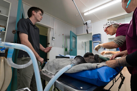 Sterile swine surgery: castration of a Captain Cooker