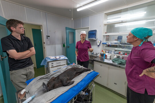 Sterile swine surgery: castration of a Captain Cooker
