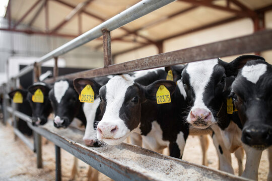 Domestic cows behind enclosure on farm