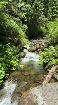 Video of a Washington state lush forest woods with mountain stream flowing during early summer season in vertical or portrait layout