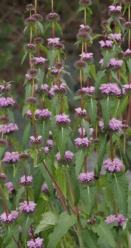 Phlomis tuberosa 'Amazone' or Sage-leaf mullein. Clump of dark green, downy, triangular foliage on tall, rigid, purple stems, bearing whorls of tubular, pinkish-purple flowers in spaced stages