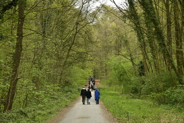 Obraz premium Promenade en pleine nature au printemps au bois de Halle (Brabant Flamand) 