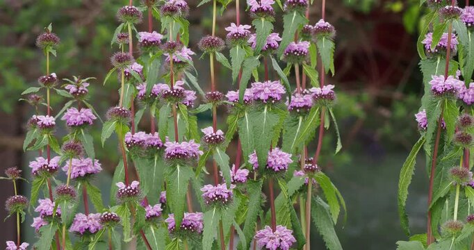 Phlomis tuberosa &ndash; Jerusalem tuberous sage, spectacular summer flowering with tall, rigid stems adorned with rose-lilac to mauve flowers in whorls and triangular deeply serrated green foliage 