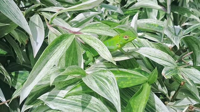 Close-up of a Green Garden Lizard Camouflaged on Variegated Tropical Foliage-Horizontal.