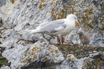 Glaucous gull (Larus hyperboreus) mother with chicks in Gnalodden, Svalbard, Norway © Angela