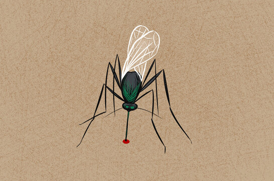 Mosquito biting human skin