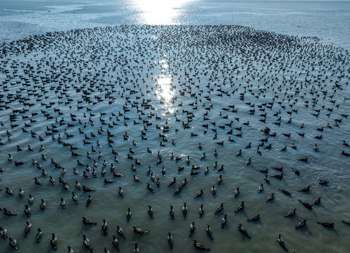 Flock of Waterbirds on the Sunlit Sea