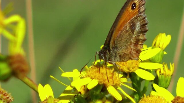 Butterflies collecting nectar from Jacobaea vulgaris (common ragwort) on the North Sea coast, Netherlands.