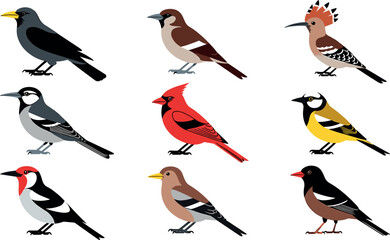 Small wild birds vector icon set featuring cardinal sparrow hoopoe and tit species isolated on white © tuzam
