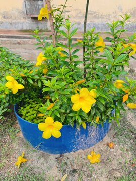 Bright yellow allamanda flowers blooming in a blue plastic pot outdoors