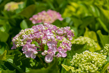 Fototapeta premium Pink hydrangea flowers blooming in green garden summer floral close up with natural background
