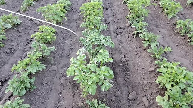 
Spraying potato bushes with insecticide treatment against Colorado beetle.