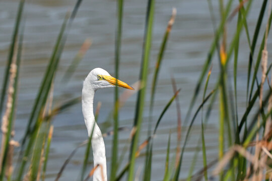 Great egret stalking among reedy water's edge in saltwater marsh. 