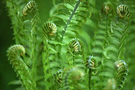 Lush New Fern Fronds