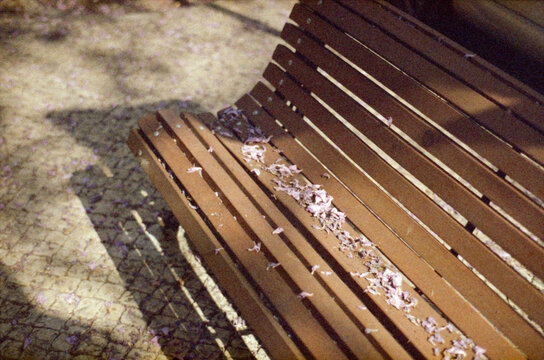Jacaranda Leaves On Bench