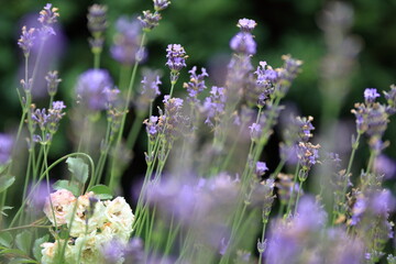 Artystyczne zdjęcie lawendy (Lavandula angustifolia) wykonane techniką podwójnej ekspozycji. Delikatne fioletowe kwiaty na smukłych zielonych łodygach tworzą miękką, impresyjną kompozycję z rozmytym t © Lucky