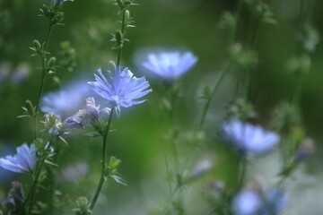 Artystyczne zdjęcie błękitnych kwiatów cykorii podróżnika (Cichorium intybus) wykonane techniką podwójnej ekspozycji. Delikatne płatki w pastelowych odcieniach niebieskiego kontrastują z miękkim, ziel © Lucky
