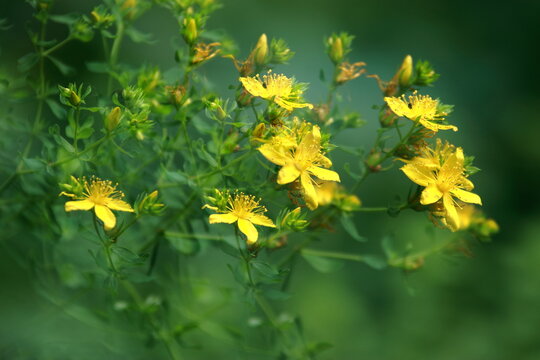 Artystyczne zdjęcie dziurawca zwyczajnego (Hypericum perforatum) wykonane techniką podw&oacute;jnej ekspozycji. Delikatne ż&oacute;łte kwiaty na tle miękkiej zieleni tworzą malarski, eteryczny efekt. Fotografia uka