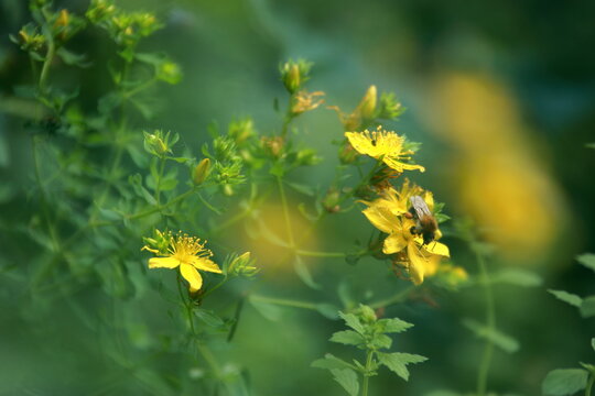 Artystyczne zdjęcie dziurawca zwyczajnego (Hypericum perforatum) wykonane techniką podw&oacute;jnej ekspozycji. Delikatne ż&oacute;łte kwiaty na tle miękkiej zieleni tworzą malarski, eteryczny efekt. Fotografia uka