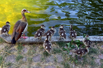 Nilgansfamilie am Ententeich im Stadtgarten in Freiburg © christiane65