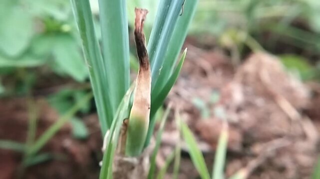 Close up eye level view of a scallion stalk with green foliage and a dry brown patch trembling subtly over soil ground.
