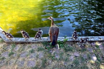 Nilgansfamilie am Ententeich im Stadtgarten in Freiburg © christiane65
