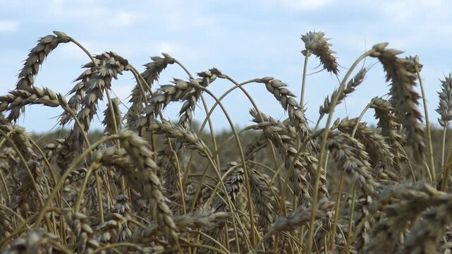 Wheat ears (Triticum aestivum) swaying in the wind against a clear blue sky