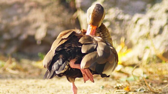 Egyptian Goose preening on a pond in summer sunlight, freshwater waterfowl wildlife behavior in 4K