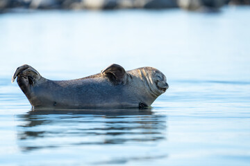 Harbor seal (Phoca vitulina) on a rock in Gravneset, Svalbard, Norway © Angela