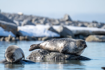 Harbor seal (Phoca vitulina) on a rock in Gravneset, Svalbard, Norway © Angela