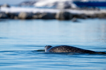 Harbor seal (Phoca vitulina) in Gravneset, Svalbard, Norway © Angela