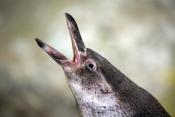 Obraz premium A Humboldt penguin with its mouth open on a clear sunny day. Birds, ornithology, and wildlife.