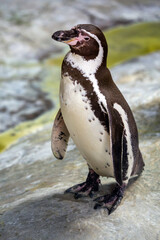 Obraz premium A Humboldt penguin standing on a cliff on a clear sunny day. Birds, ornithology, and wildlife.