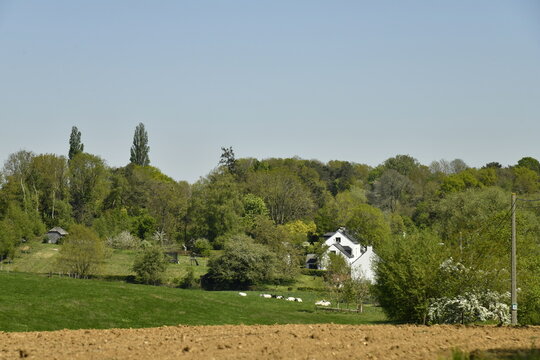Fermes cach&eacute;es au loin dans un bois &agrave; la Bruy&egrave;re (Namur)