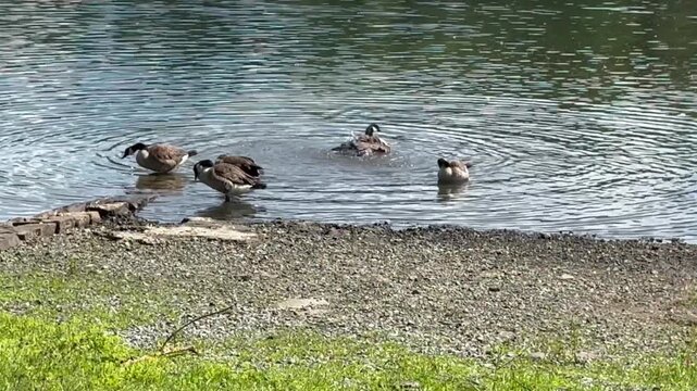 Gefiederpflege  bei den Kanadag&auml;nsen auf dem M&ouml;hnesee, Sauerland, 