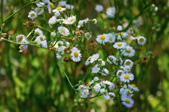 White fleabane wildflowers on meadow