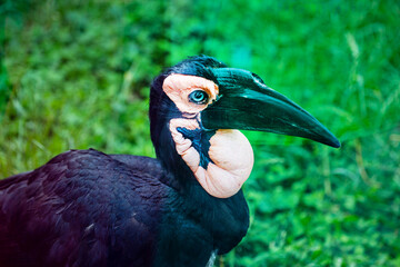 Obraz premium A Kaffir horned raven with a powerful large beak on a clear sunny day. Birds, ornithology, and wildlife.