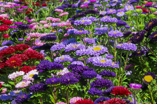 field of aster flowers