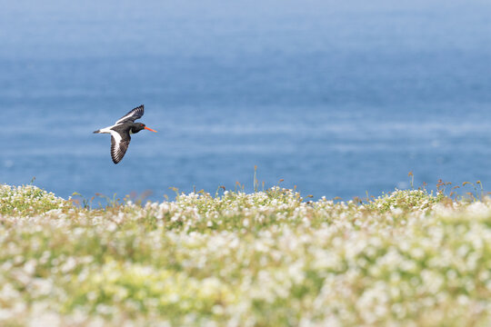 Oystercatcher (Haematopus ostralegus) in flight over a wildflower meadow with a blue sea behind. Skomer Island, Pembrokeshire, UK