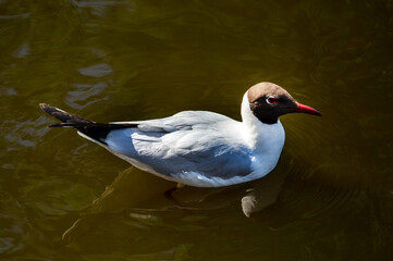 Obraz premium A black-headed seagull swimming on the water on a clear sunny day. Birds, ornithology, and wildlife.