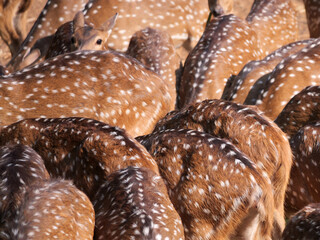 Obraz premium A group of spotted deer gathers closely while feeding. Their distinctive white-spotted coats create a visually striking pattern, highlighting the beauty and social behavior.