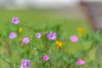 Fototapeta premium Purple wildflowers blooming with bee visiting central blossom in sunlit meadow, soft green bokeh, delicate petals, fresh spring color, natural pollination scene with gentle shallow focus