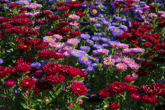 field of aster flowers