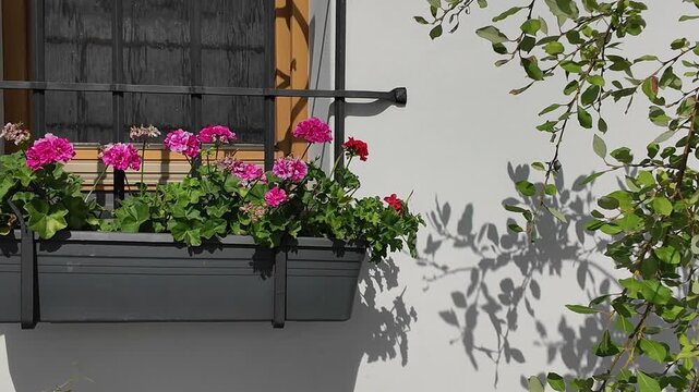 Charming window boxes overflowing with vibrant pink geraniums and lush green foliage