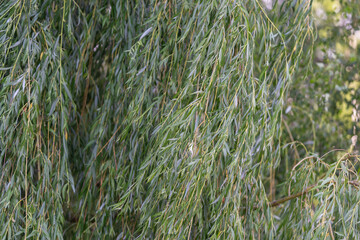 Obraz premium Close-up view of drooping willow branches with narrow green leaves, soft natural light, dense layered foliage creating calm botanical texture and gentle depth, with willow, branch, leave, green detail