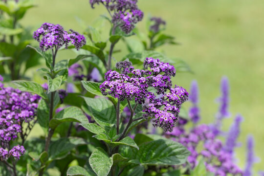  Heliotrope (Heliotropium arborescens), also known as the "cherry pie plant" due to its sweet, vanilla-like fragrance. Toxic for human, dog and cat