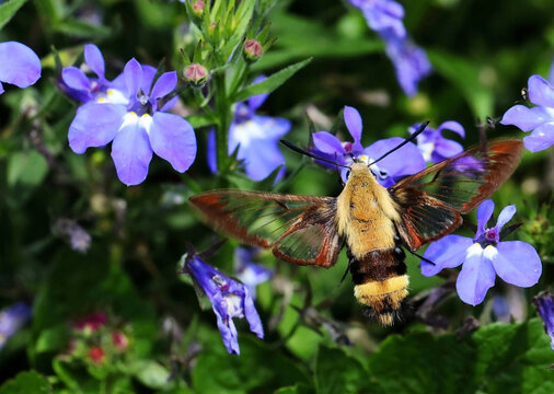 Serial of Snowberry Clearwing (Hemaris diffinis), a type of day-flying moth commonly known as a hummingbird moth. 