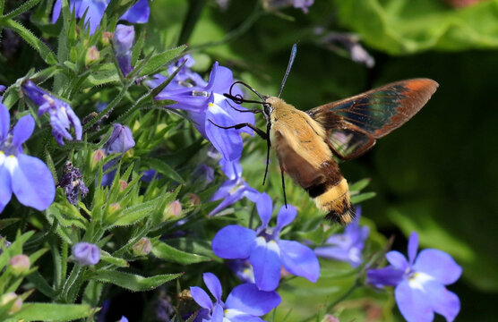 Serial of Snowberry Clearwing (Hemaris diffinis), a type of day-flying moth commonly known as a hummingbird moth. 