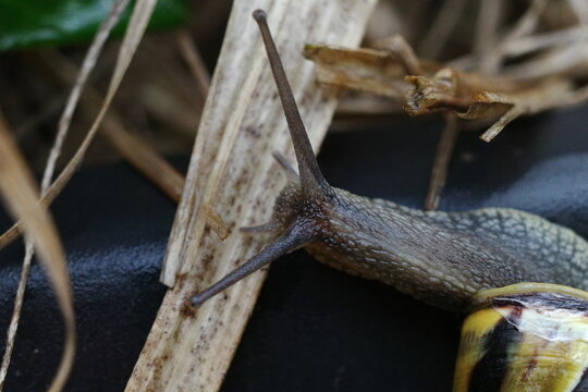 Snails antennas